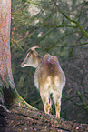 Himalayan tahr