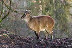 Himalayan tahr