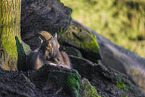 Himalayan tahr