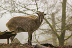Himalayan tahr