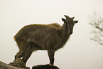 Himalayan tahr