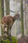 Himalayan tahr