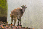 Himalayan tahr