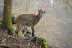 Himalayan tahr