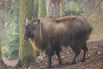 Himalayan tahr