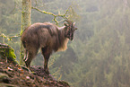 Himalayan tahr