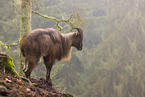 Himalayan tahr