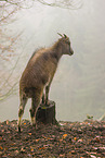 Himalayan tahr