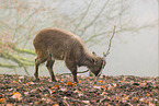 Himalayan tahr