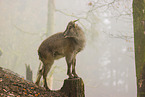 Himalayan tahr