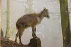 Himalayan tahr