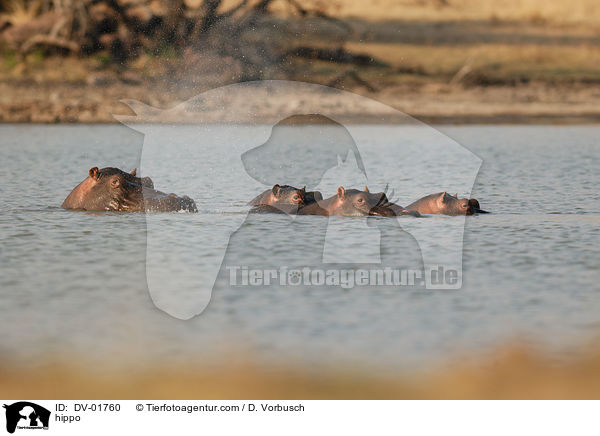 Nilpferd / hippo / DV-01760