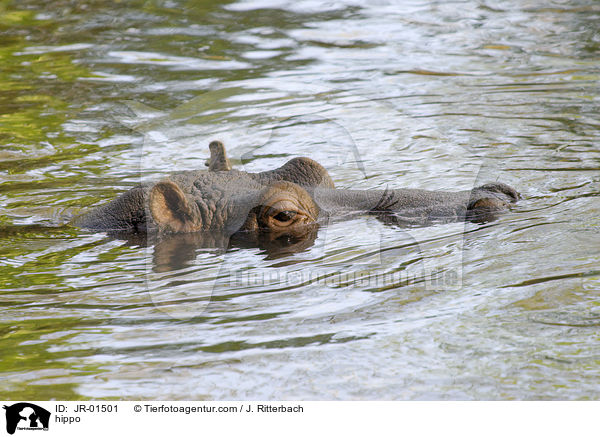 Nilpferd / hippo / JR-01501