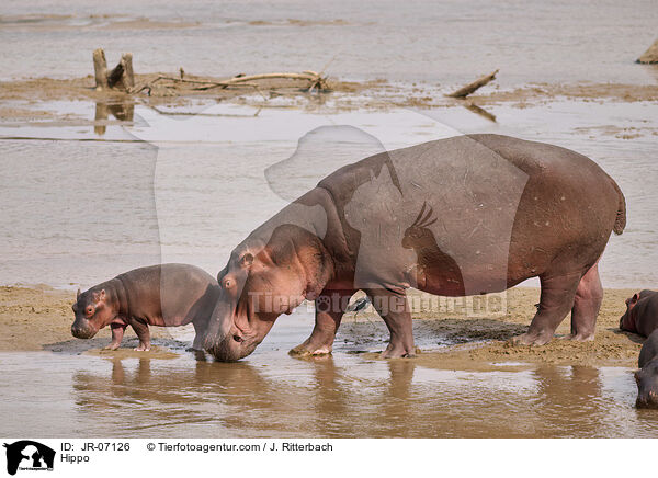 Nilpferd / Hippo / JR-07126