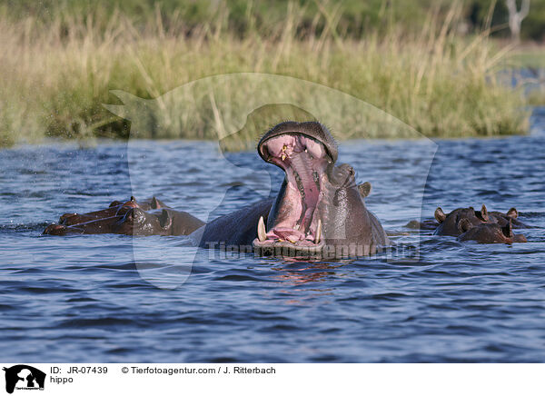 Nilpferd / hippo / JR-07439