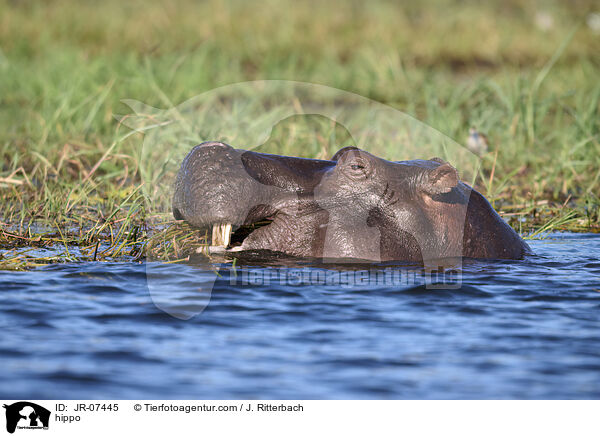 Nilpferd / hippo / JR-07445