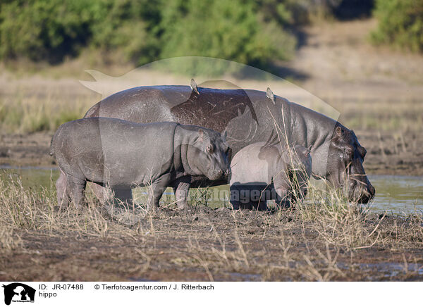 Nilpferd / hippo / JR-07488