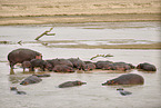 Hippo