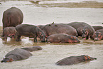 Hippo