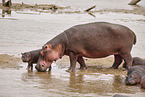 Hippo