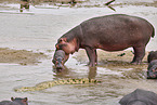 Hippo
