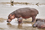 Hippo