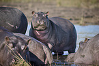 hippo