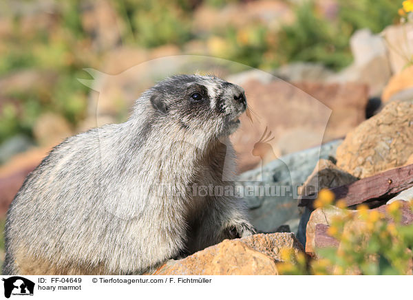 hoary marmot / FF-04649
