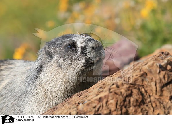 hoary marmot / FF-04650