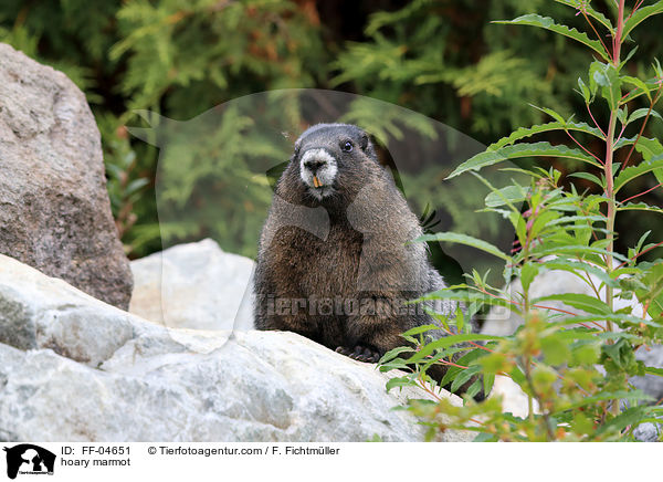 hoary marmot / FF-04651