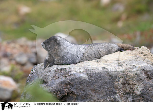 hoary marmot / FF-04652