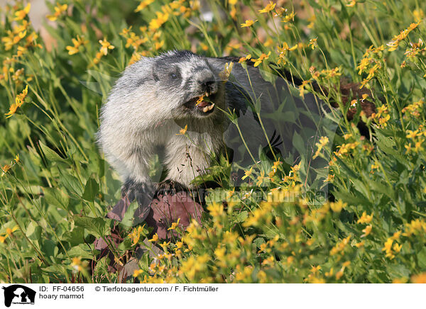 hoary marmot / FF-04656