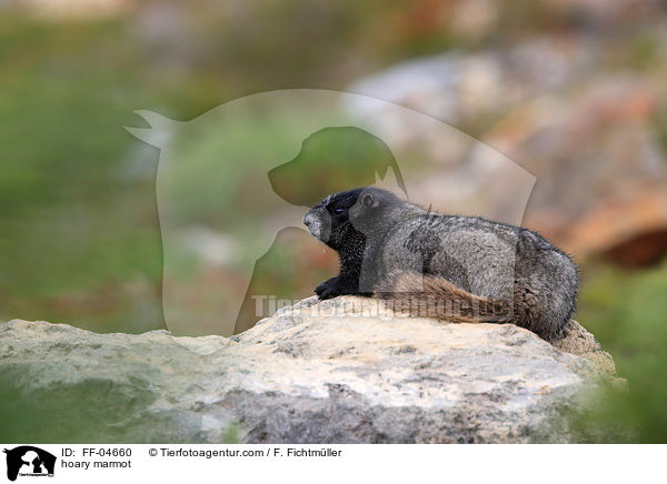 hoary marmot / FF-04660