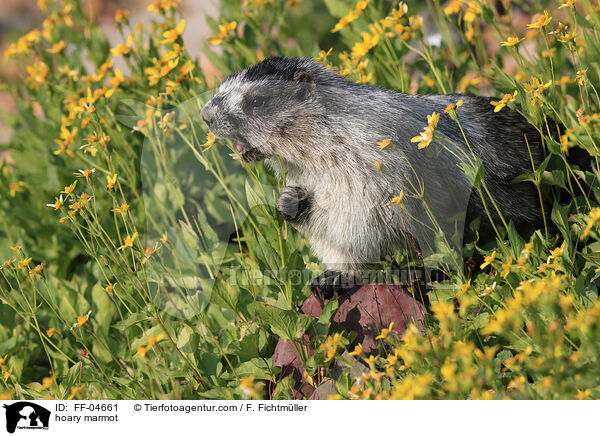 hoary marmot / FF-04661