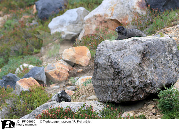 hoary marmots / FF-04666