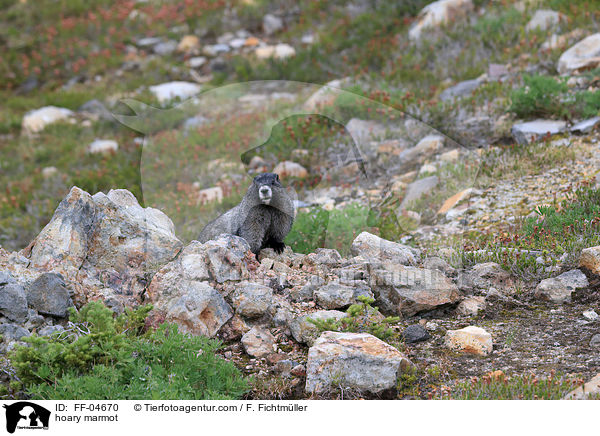 hoary marmot / FF-04670