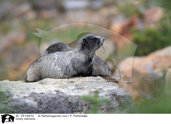Eisgraue Murmeltiere / hoary marmots / FF-04672