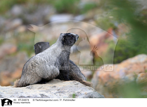hoary marmots / FF-04674