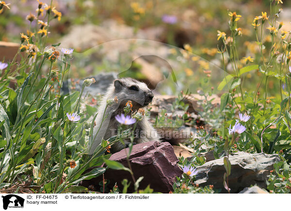 Eisgraues Murmeltier / hoary marmot / FF-04675