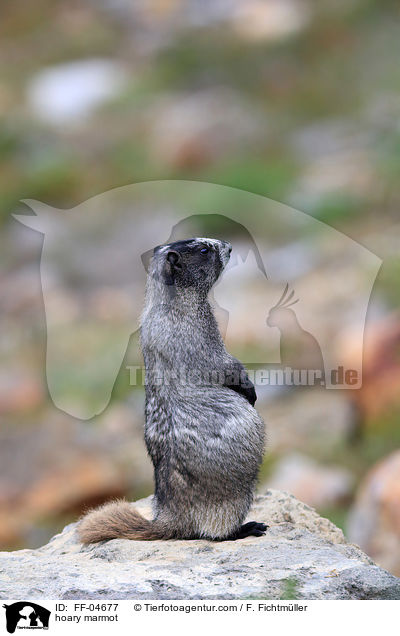 hoary marmot / FF-04677