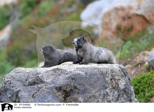 Eisgraue Murmeltiere / hoary marmots / FF-04680