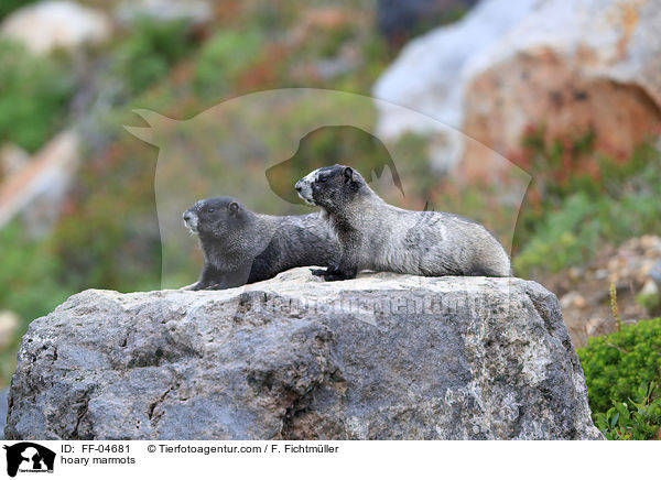 hoary marmots / FF-04681