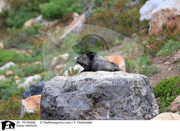 hoary marmots / FF-04682