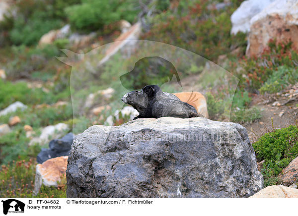 Eisgraue Murmeltiere / hoary marmots / FF-04682