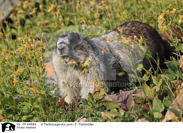 hoary marmot / FF-04684