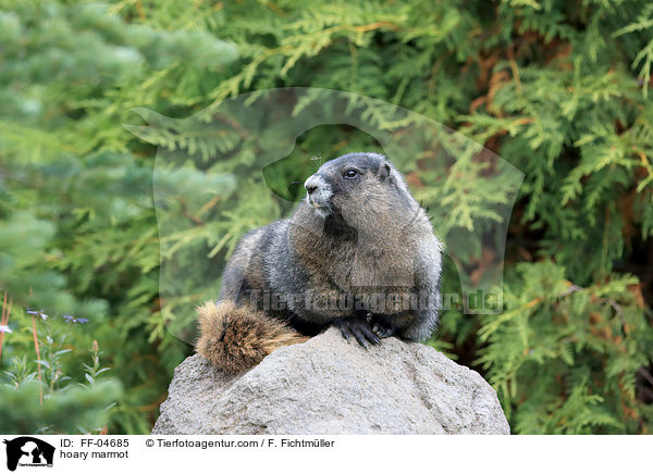hoary marmot / FF-04685