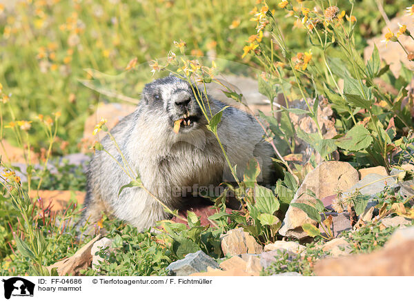 hoary marmot / FF-04686
