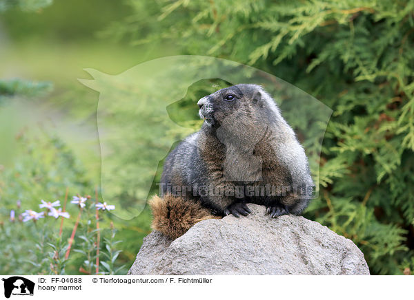 hoary marmot / FF-04688