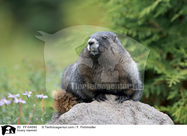 Eisgraues Murmeltier / hoary marmot / FF-04690