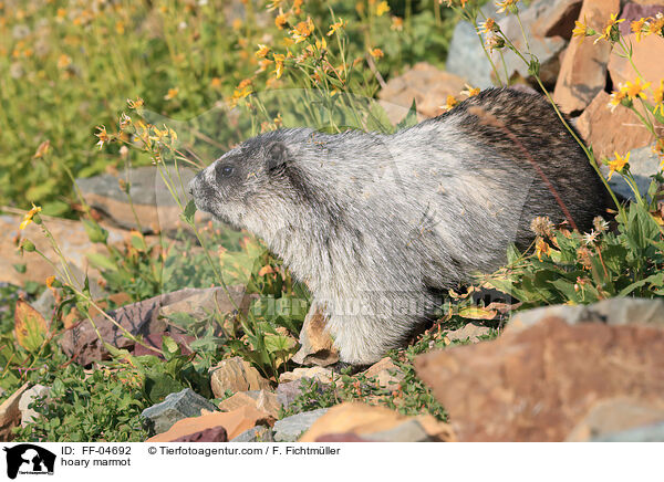 hoary marmot / FF-04692